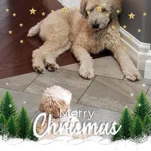 Meet your Posher, Rosella